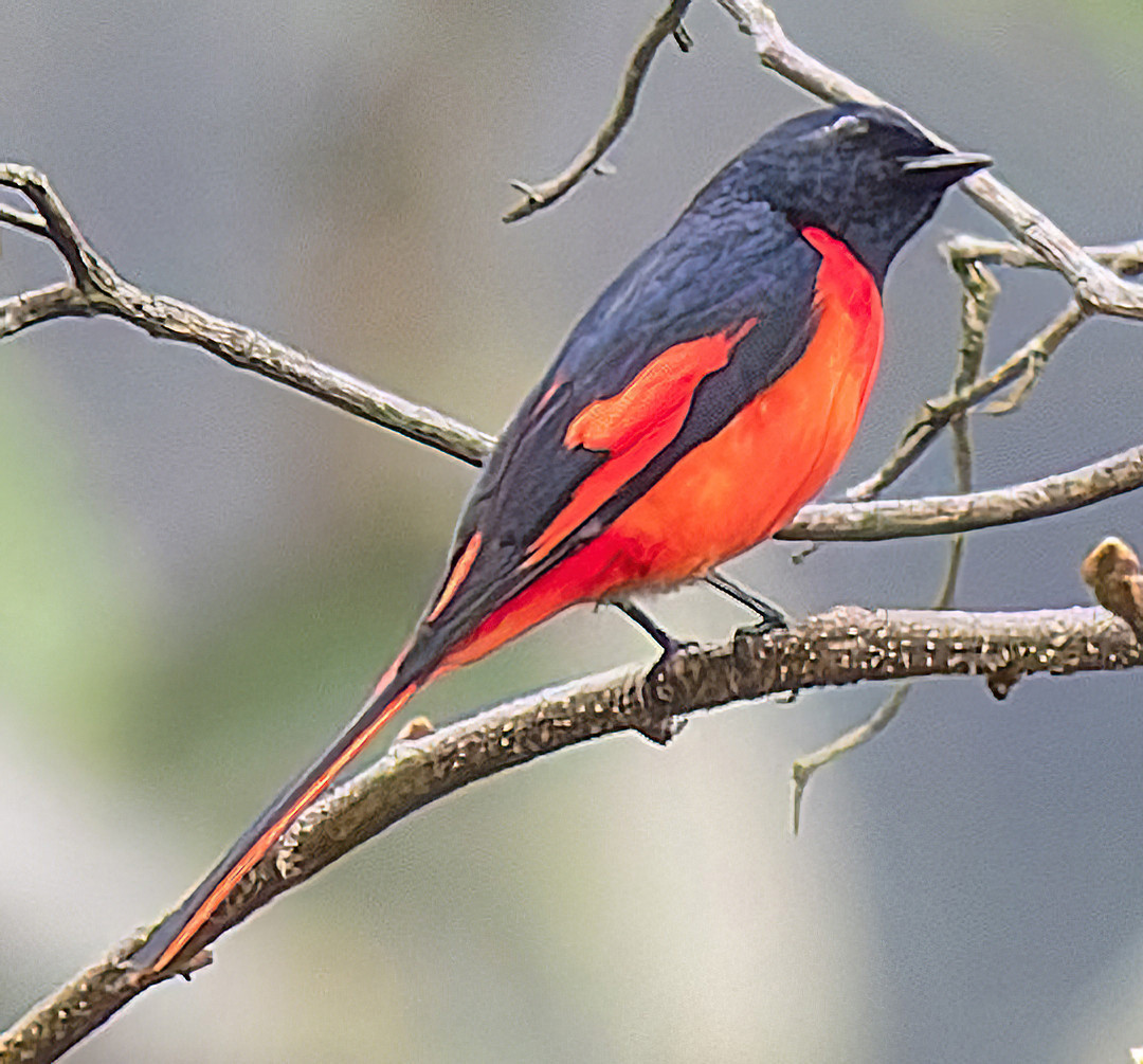 image Long-tailed Minivet